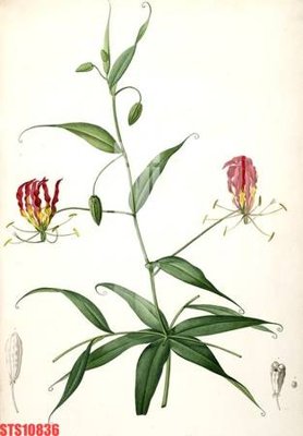 File in trần Tranh sơn dầu phương tây tổng hợp STS10836 (file gốc) chủ đề vũ trụ