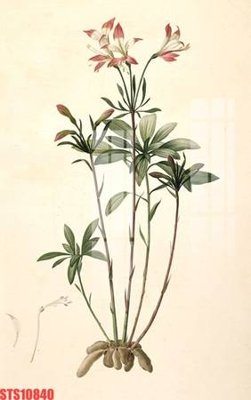 File ảnh Tranh sơn dầu phương tây tổng hợp STS10840 (gốc) dùng in Pano