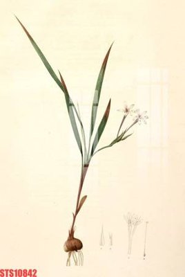 Ảnh gốc Tranh sơn dầu phương tây tổng hợp STS10842 (độ nét cao) in mica