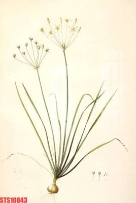 Download file ảnh gốc Tranh sơn dầu phương tây tổng hợp STS10843 để in ấn