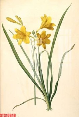 File gốc Tranh sơn dầu phương tây tổng hợp STS10848 (PNG) nền trong suốt