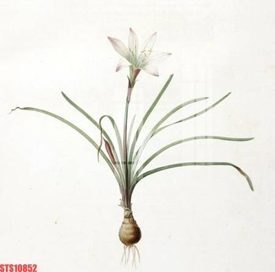 Tải file Tranh sơn dầu phương tây tổng hợp STS10852 (ảnh gốc) in tranh kính