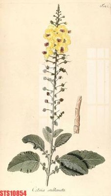 Tải file PSD Tranh sơn dầu phương tây tổng hợp STS10854 (nguyên layer) để in