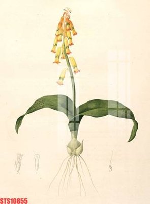 File tranh Tranh sơn dầu phương tây tổng hợp STS10855 (ảnh gốc) in trần nhà