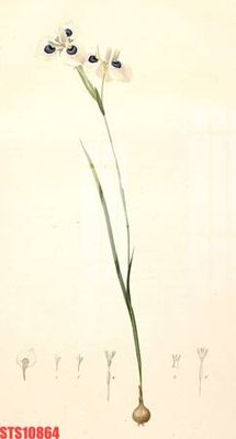 File gốc Tranh sơn dầu phương tây tổng hợp STS10864 (in lụa) họa tiết 3D