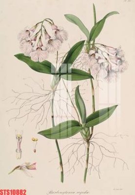 File tranh gốc Tranh sơn dầu phương tây tổng hợp STS10882 (bản quyền) Filetranh.com