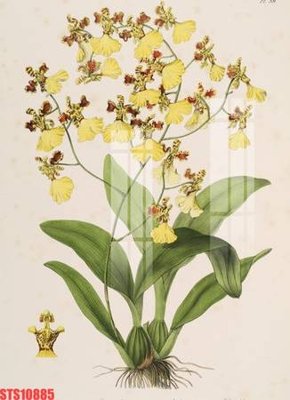 Tệp tin gốc Tranh sơn dầu phương tây tổng hợp STS10885 (dùng cho in ấn) chuyên nghiệp