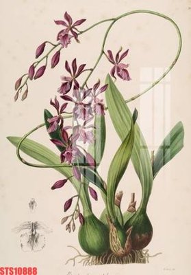 Tải file Tranh sơn dầu phương tây tổng hợp STS10888 (ảnh gốc) in tráng gương