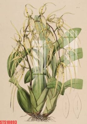 File gốc Tranh sơn dầu phương tây tổng hợp STS10893 (in mica) trang trí