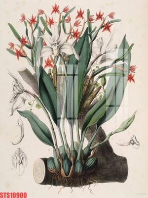 Tải file tranh Tranh sơn dầu phương tây tổng hợp STS10900 (gốc) tại Filetranh.com