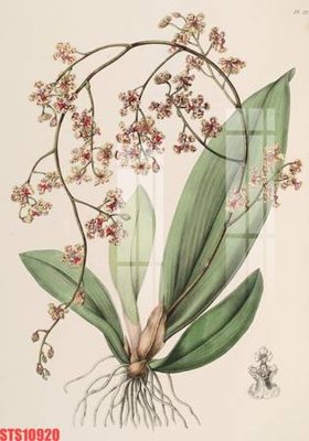 File ảnh gốc Tranh sơn dầu phương tây tổng hợp STS10920 (chuyên in mica)