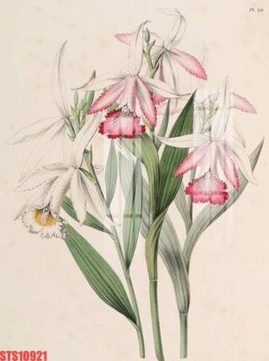 File in ấn Tranh sơn dầu phương tây tổng hợp STS10921 chuyên nghiệp