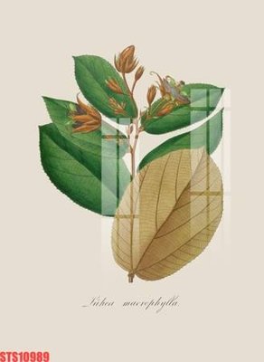 File PSD Tranh sơn dầu phương tây tổng hợp STS10989 (bản gốc) chất lượng nhất