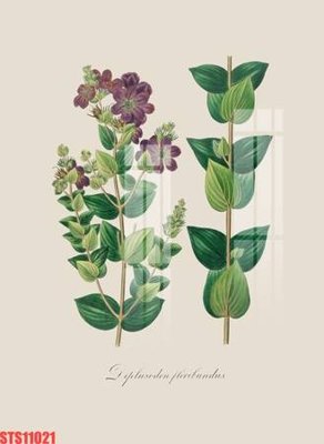 Tải file Tranh sơn dầu phương tây tổng hợp STS11021 (ảnh gốc) in tranh kính