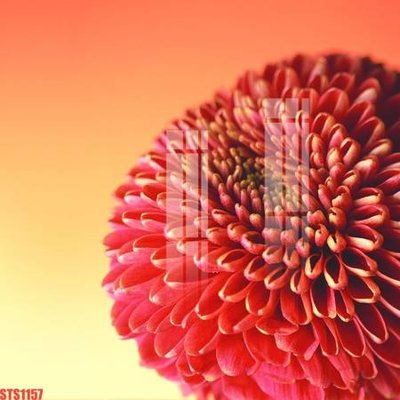 File gốc Tranh sơn dầu phương tây tổng hợp STS1157 (in mica) cắt laser