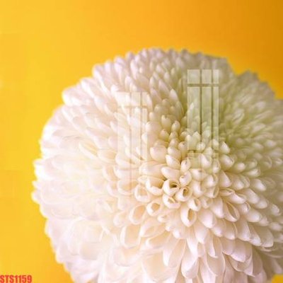 File tranh Tranh sơn dầu phương tây tổng hợp STS1159 (gốc) chủ đề tĩnh vật