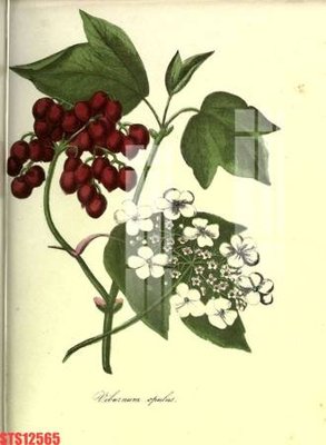 File in mica Tranh sơn dầu phương tây tổng hợp STS12565 (bản gốc) làm vách ngăn