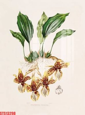 File tranh Tranh sơn dầu phương tây tổng hợp STS13298 (gốc) in trên kính