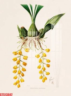 File PSD Tranh sơn dầu phương tây tổng hợp STS13847 (bản gốc) cho nhà in