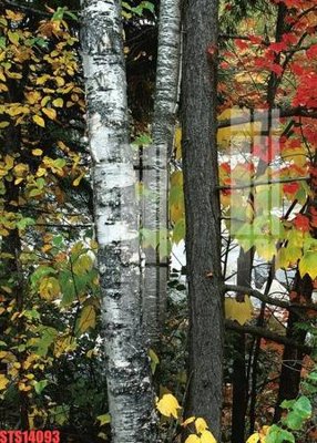 File gốc Tranh sơn dầu phương tây tổng hợp STS14093 (bản quyền) cho in ấn