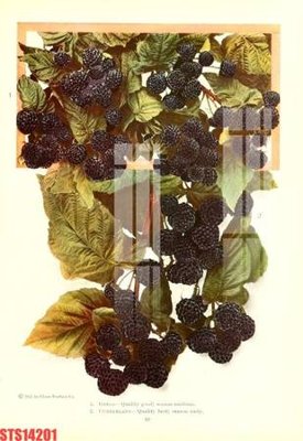 Ảnh gốc Tranh sơn dầu phương tây tổng hợp STS14201 (siêu chi tiết) để in ấn