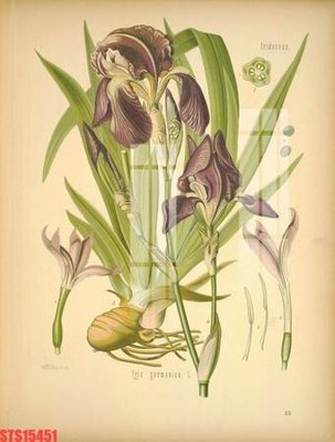 File in lụa Tranh sơn dầu phương tây tổng hợp STS15451 (hoa văn) Tranh sơn dầu phương tây tổng hợp STS15451