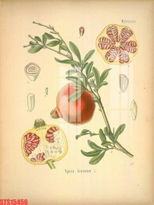 Tải file Tranh sơn dầu phương tây tổng hợp STS15456 (ảnh gốc) in tranh kính