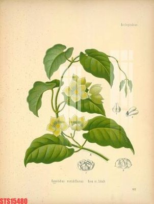 File in trần Tranh sơn dầu phương tây tổng hợp STS15480 (bản gốc) 5D