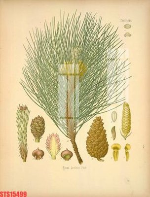 Download file gốc Tranh sơn dầu phương tây tổng hợp STS15499 (in lụa) hoa lá