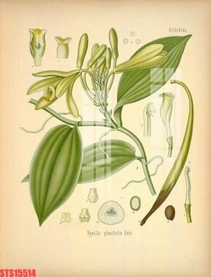 File in ấn Tranh sơn dầu phương tây tổng hợp STS15514 (bản gốc) chất lượng cao