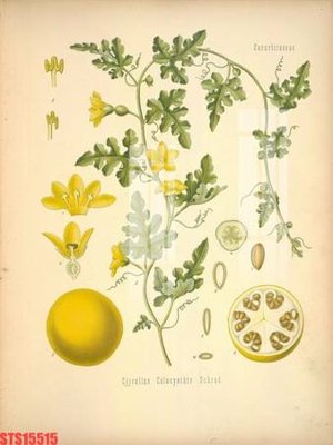 Tải file Tranh sơn dầu phương tây tổng hợp STS15515 (ảnh gốc) file AI/EPS