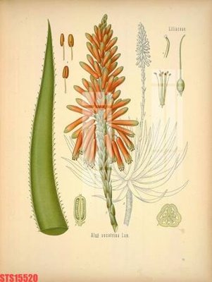 Download file Tranh sơn dầu phương tây tổng hợp STS15520 (chuẩn in) chất lượng cao