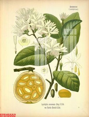 File gốc Tranh sơn dầu phương tây tổng hợp STS15552 (in tráng gương) hiện đại