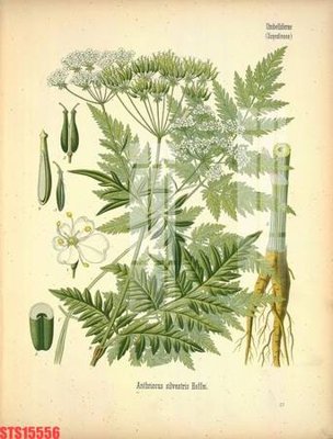 Ảnh gốc Tranh sơn dầu phương tây tổng hợp STS15556 (nét căng) in mica