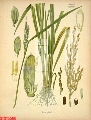 Tải file Tranh sơn dầu phương tây tổng hợp STS15566 (gốc) làm tranh trang trí