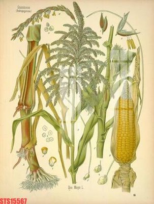 File in ấn Tranh sơn dầu phương tây tổng hợp STS15567 (bản gốc) từ file gốc