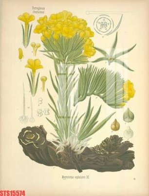 File tranh Tranh sơn dầu phương tây tổng hợp STS15574 (ảnh gốc) độ nét vượt trội