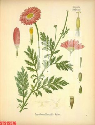 File PSD Tranh sơn dầu phương tây tổng hợp STS15576 (bản gốc) dễ dàng edit