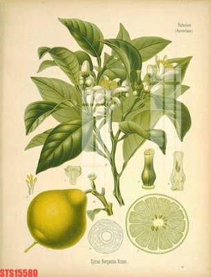 File gốc Tranh sơn dầu phương tây tổng hợp STS15580 (in tráng gương) hiện đại