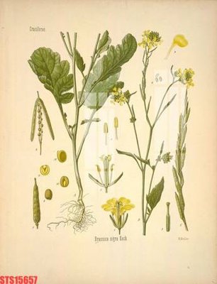 Tệp tin gốc Tranh sơn dầu phương tây tổng hợp STS15657 (chất lượng cao) Tranh sơn dầu phương tây tổng hợp STS15657