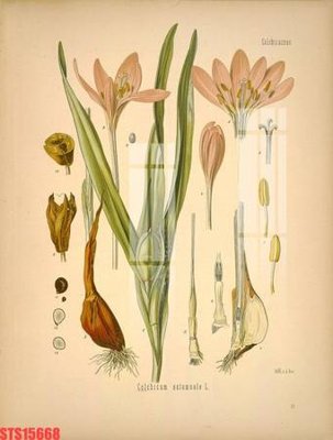 Tải file Tranh sơn dầu phương tây tổng hợp STS15668 (gốc) in ấn ngay lập tức