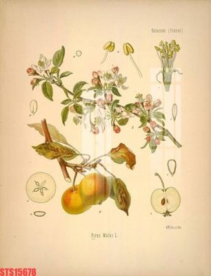 File tranh gốc PSD Tranh sơn dầu phương tây tổng hợp STS15678 còn nguyên layer