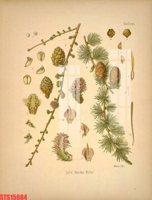 File tranh Tranh sơn dầu phương tây tổng hợp STS15684 (ảnh gốc) chi tiết rõ ràng