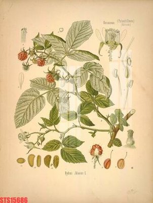 File PSD Tranh sơn dầu phương tây tổng hợp STS15686 (gốc) cho in quảng cáo