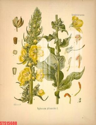 Tải file tranh Tranh sơn dầu phương tây tổng hợp STS15688 (gốc) tại Filetranh.com