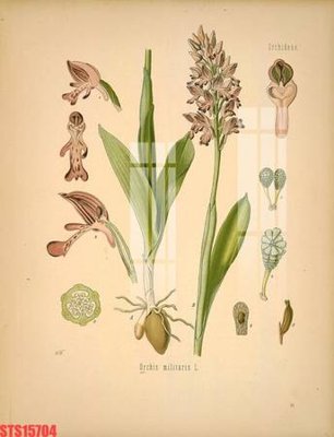 File ảnh Tranh sơn dầu phương tây tổng hợp STS15704 (gốc) in poster