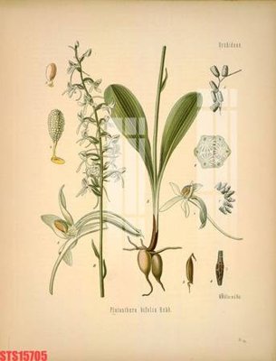 Tải file gốc Tranh sơn dầu phương tây tổng hợp STS15705 (bản PSD) chỉnh sửa được