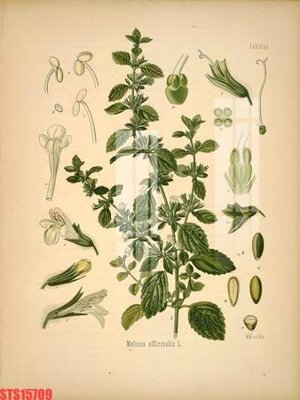 Download file tranh Tranh sơn dầu phương tây tổng hợp STS15709 (file gốc PSD)