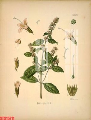 File tranh Tranh sơn dầu phương tây tổng hợp STS15711 (gốc) in vải canvas