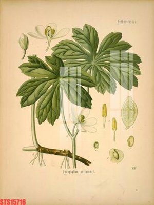 File tranh in trần Tranh sơn dầu phương tây tổng hợp STS15716 (ảnh gốc siêu nét)